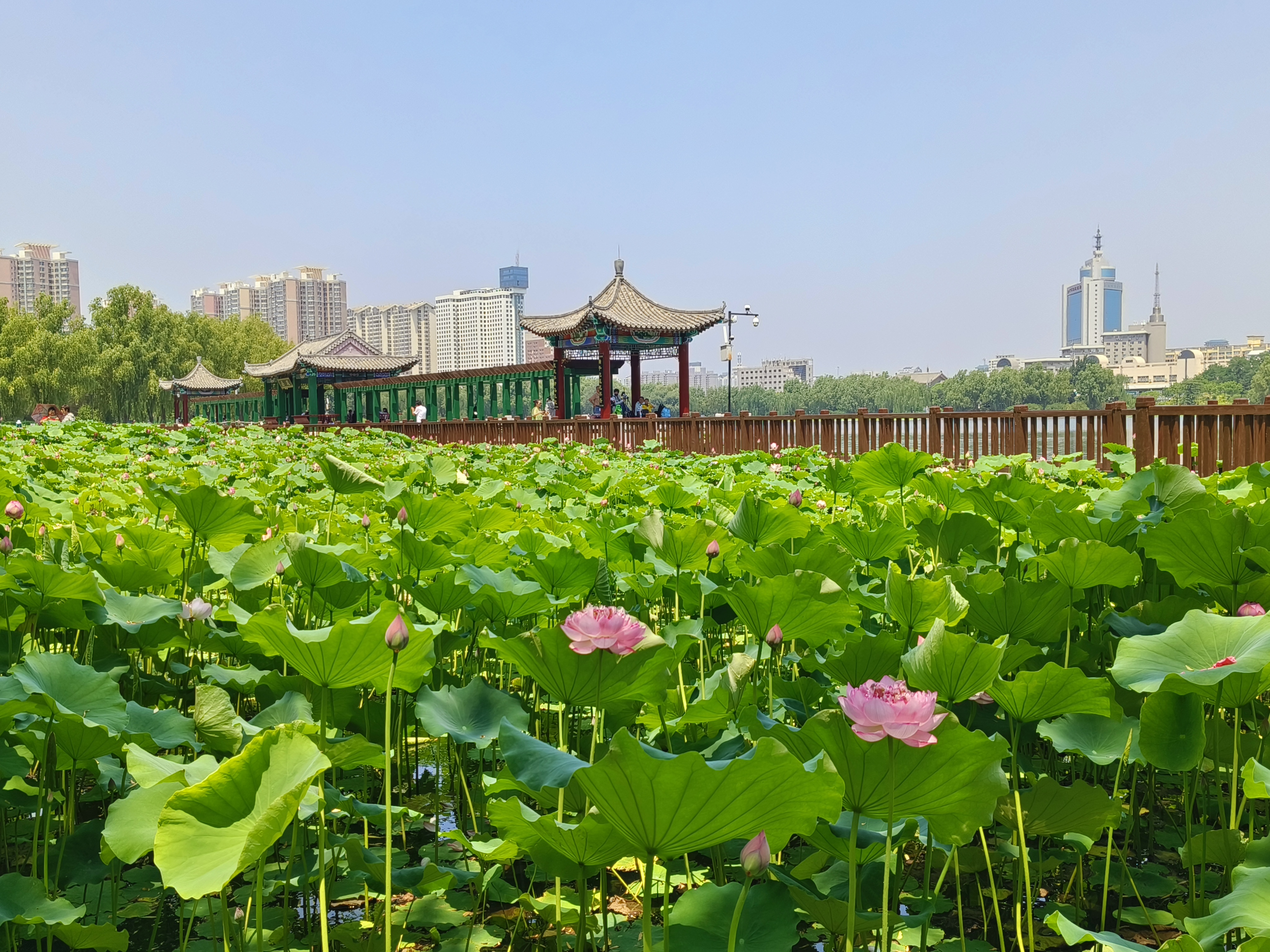 汉台区莲花池公园图片