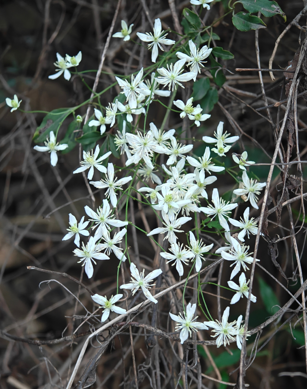 昨天惊讶地发现以前常走的去往大山居的路两边的山上开满野生铁线莲