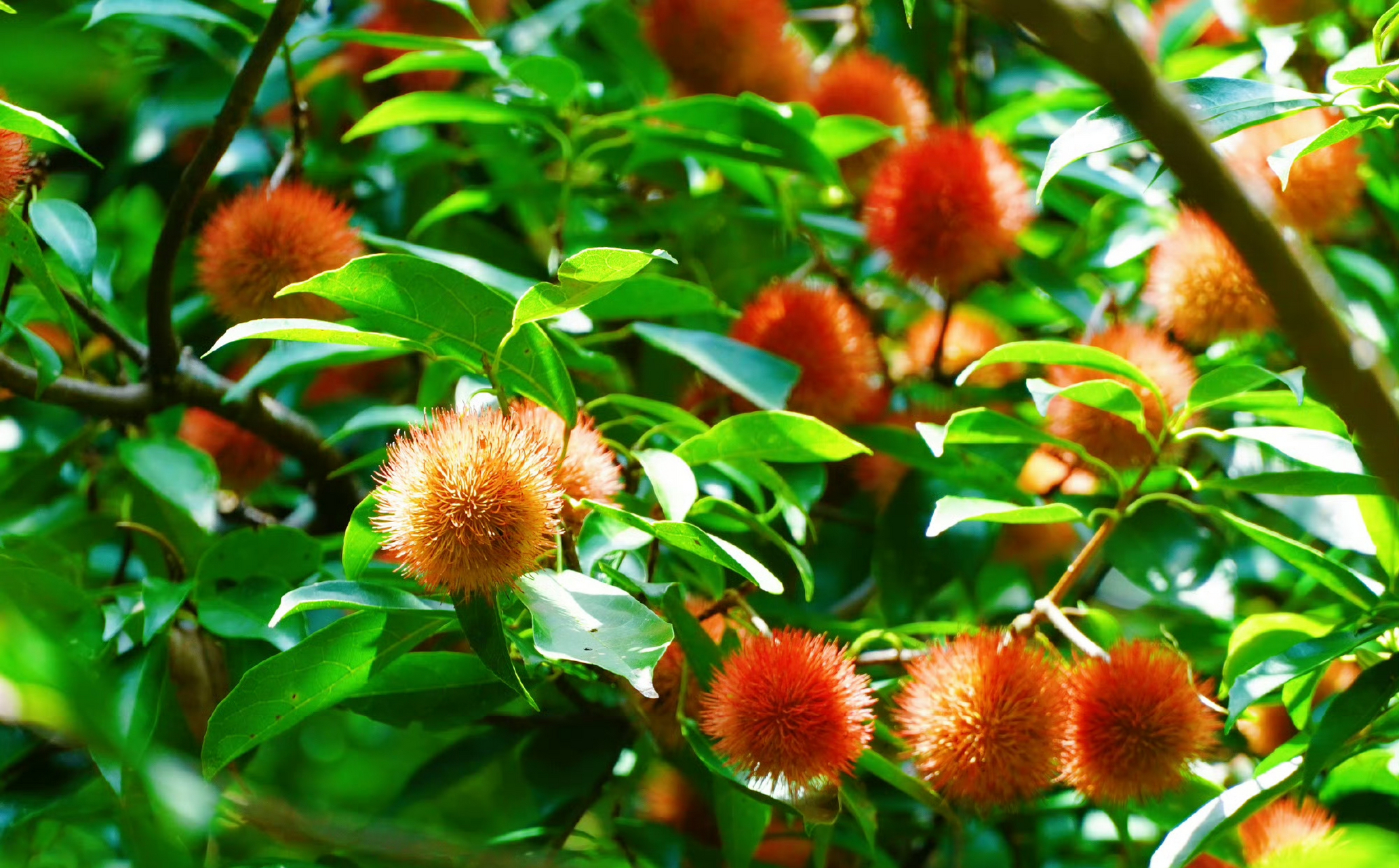 猴欢喜90 猴欢喜得名有两种说法,一种是:果子成熟时,野外的猴子以为