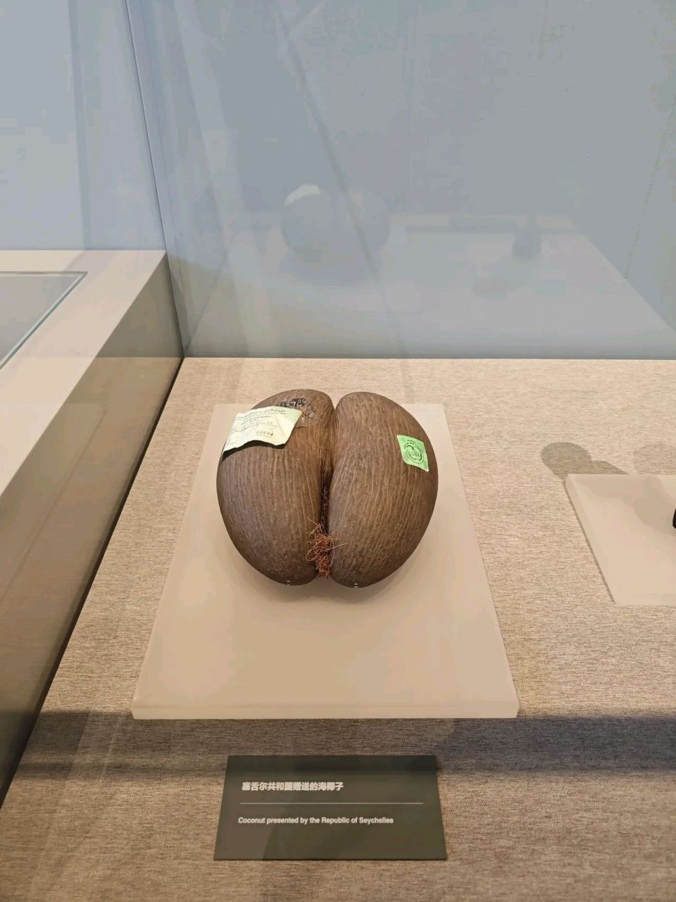 塞舌尔群岛的海椰子,不是广东煲汤的"海底椰"(糖棕).