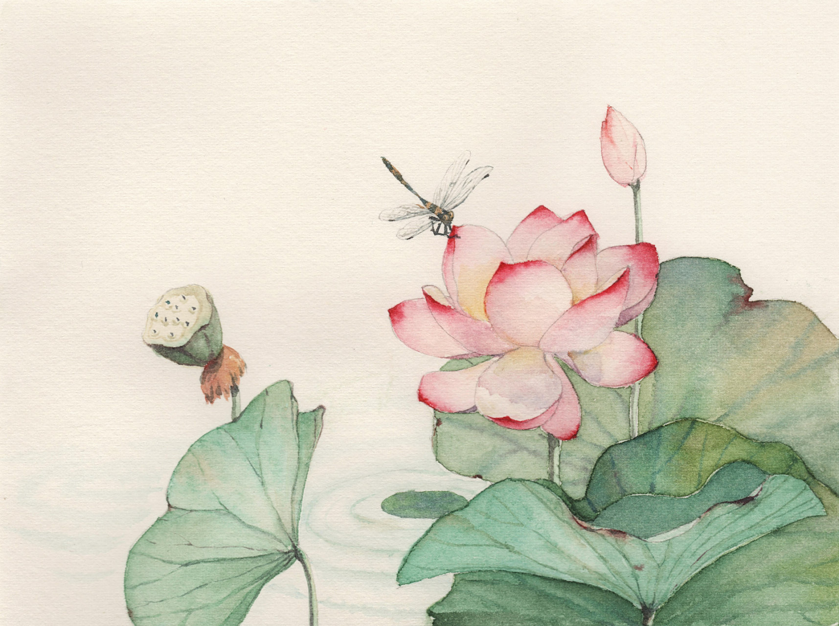 如梦令 常记溪亭日暮  作者 李凊照 宋代  常记溪亭日暮 沉醉不知归路