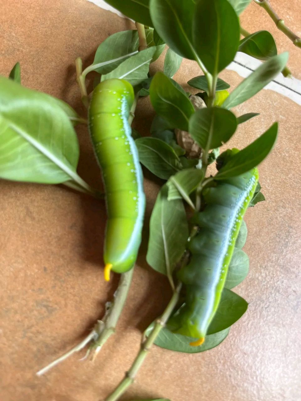 这种虫子叫猪儿虫,最爱在葡萄藤的中间吃杆杆的芯芯,从它地上拉出来的