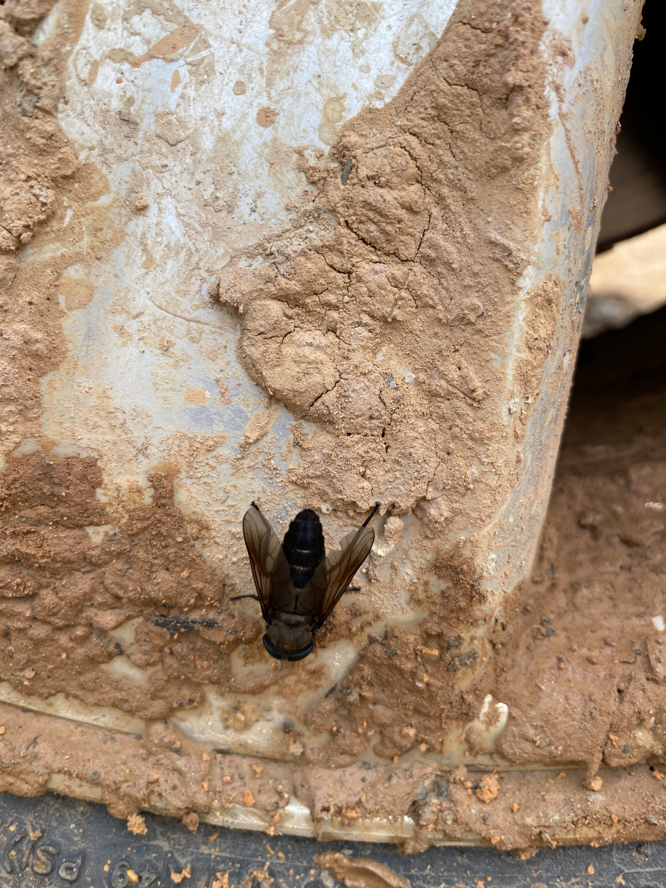 牛虻,伪装成苍蝇的动物吸血鬼!