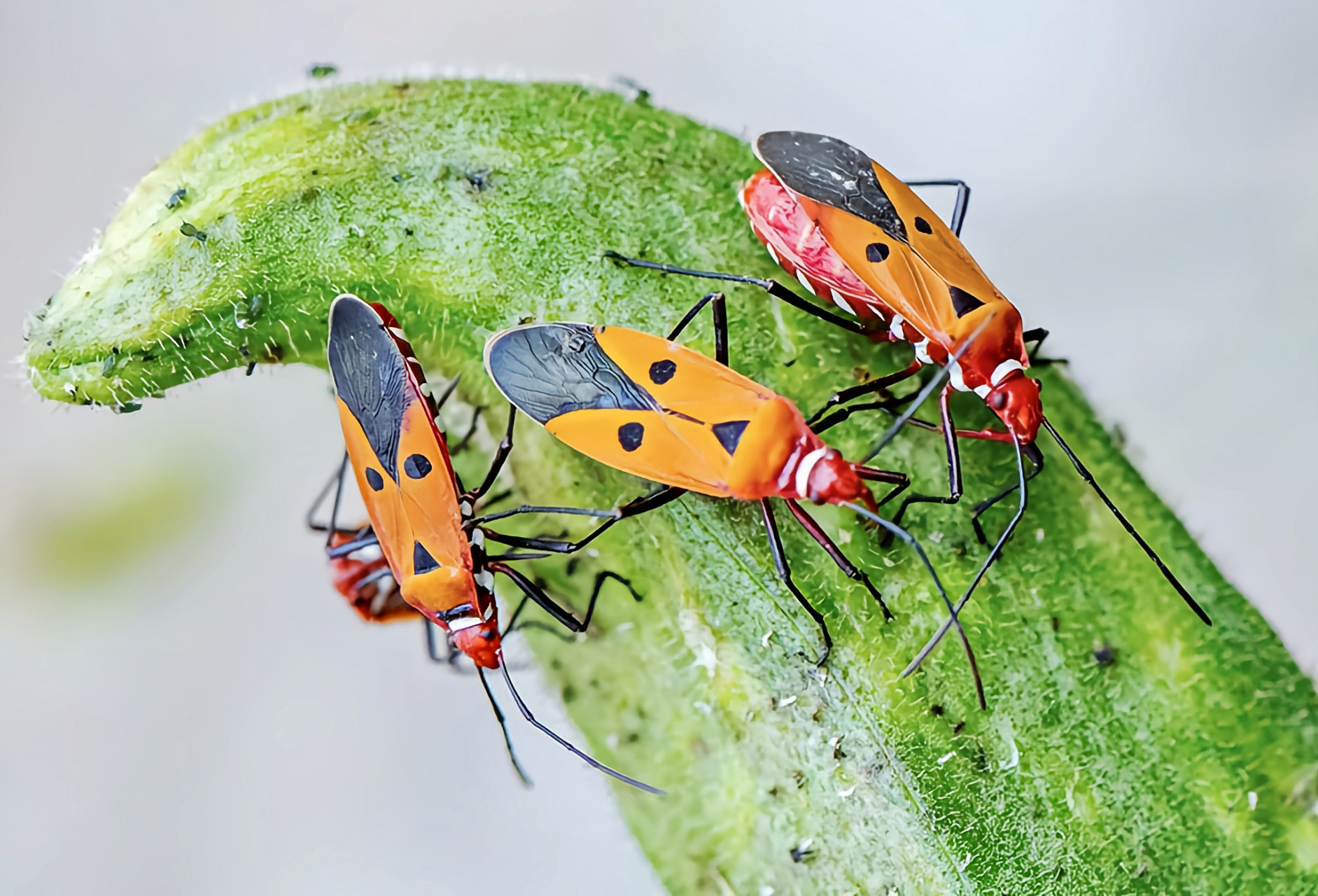 每天认识一种昆虫——棉二点红蝽 棉二点红蝽别名离斑棉红蝽,二点星