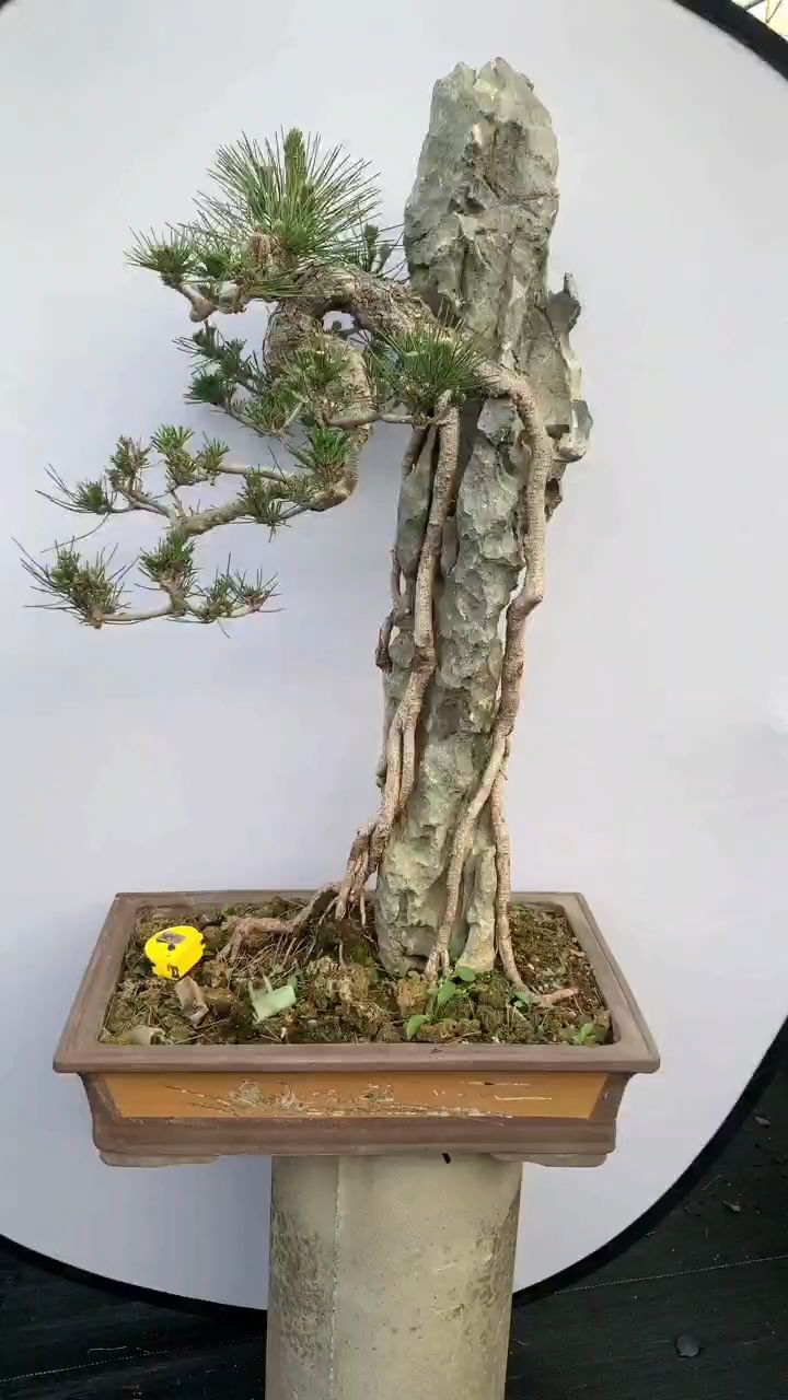 分享一盆附石黄松