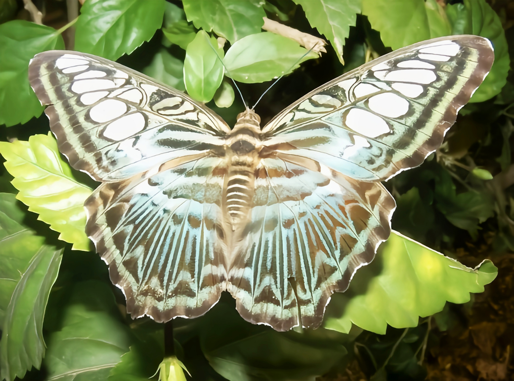 每天认识一种昆虫——云南丽蛱蝶 云南丽蛱蝶是云南省的省蝶,颜色鲜艳