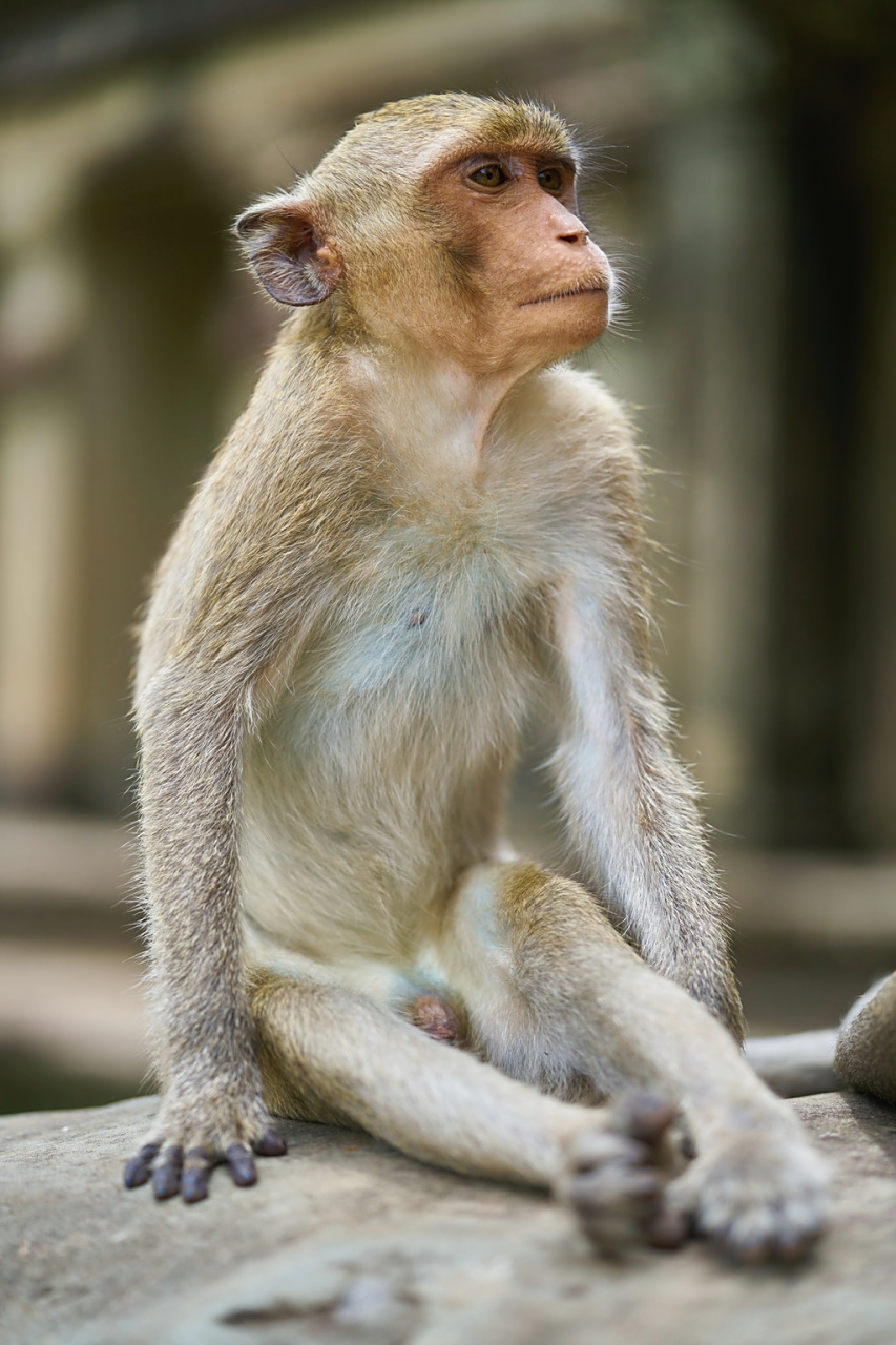 莫高窟的猴子,一副超然脱俗,了悟猴生的样子.#动物趣图