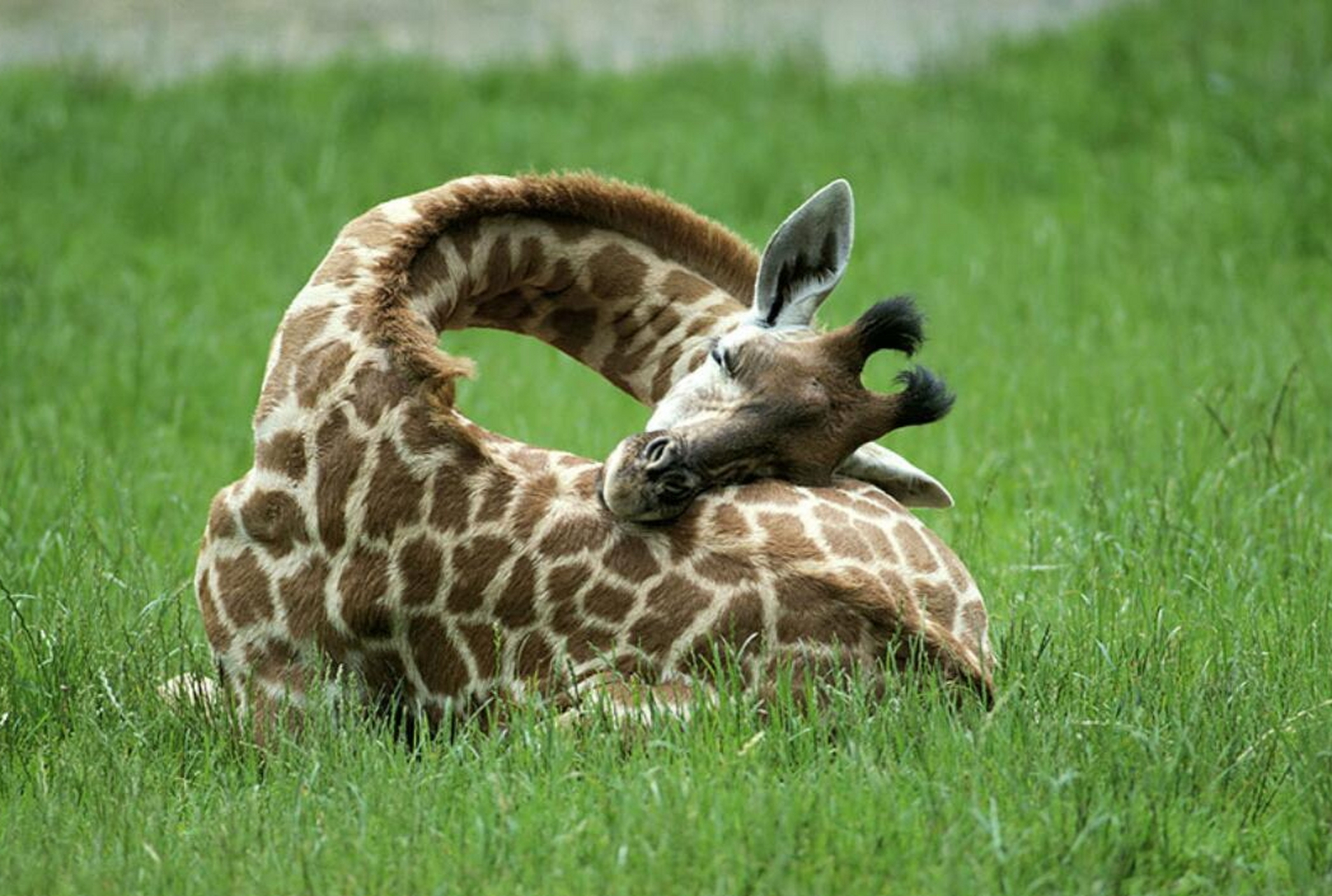 搜集了更多长颈鹿睡觉姿势~~看完我觉得我要落枕了?