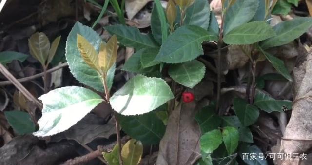 山上这种植物人称"矮茶",农民都见过,却不知它对老人有好处