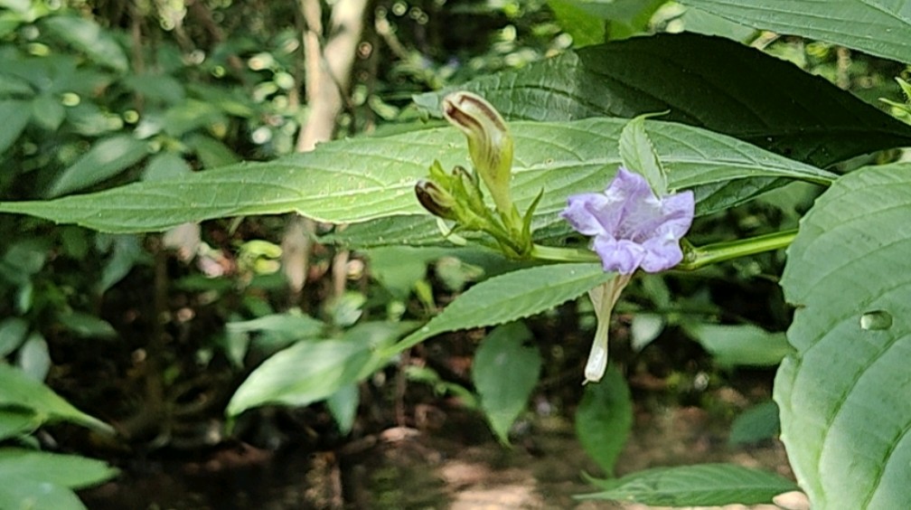 夏日避暑纳凉的好去处,罗城水上相思林