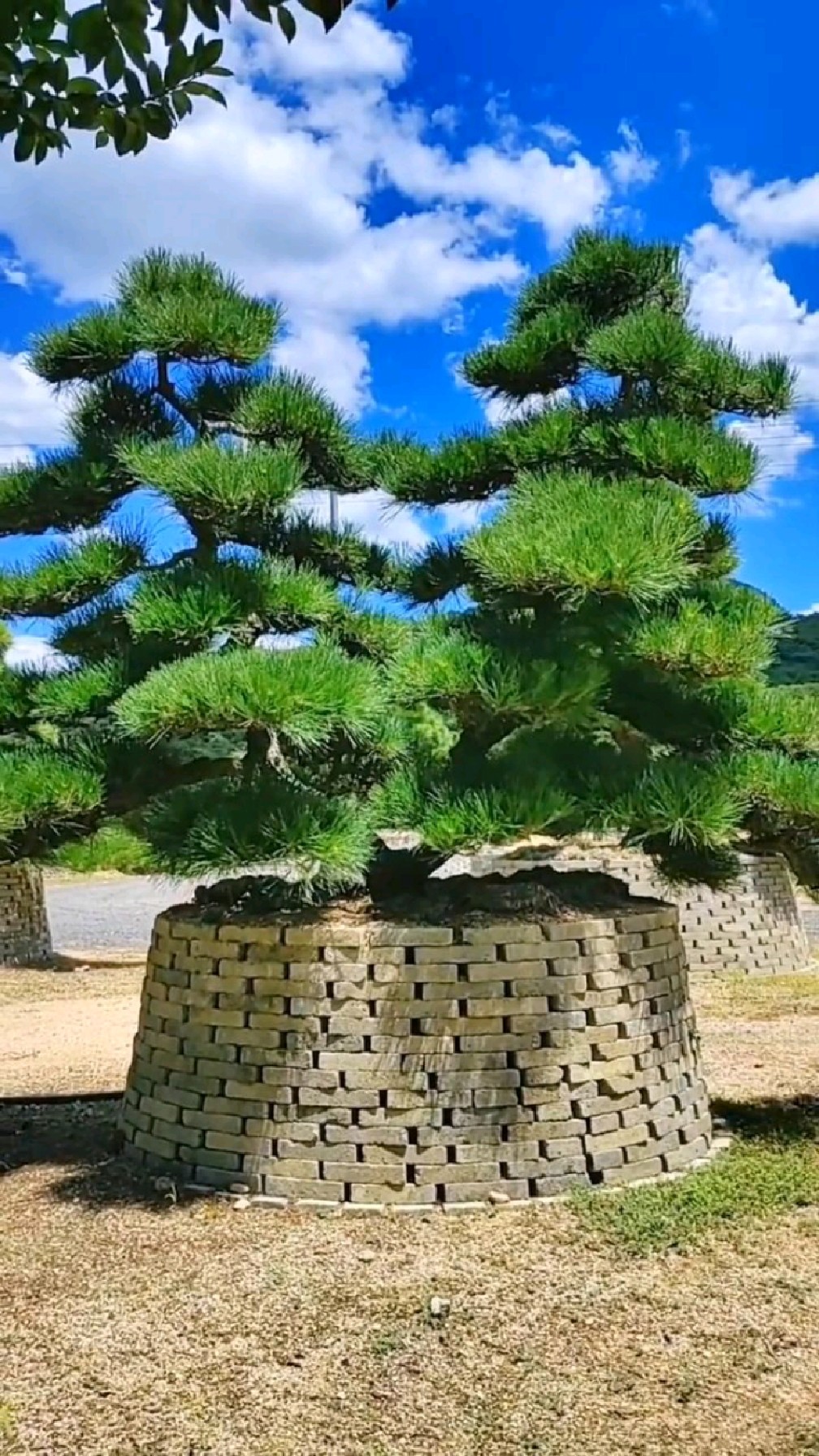 双杆黑松,造型优美,值得欣赏-度小视