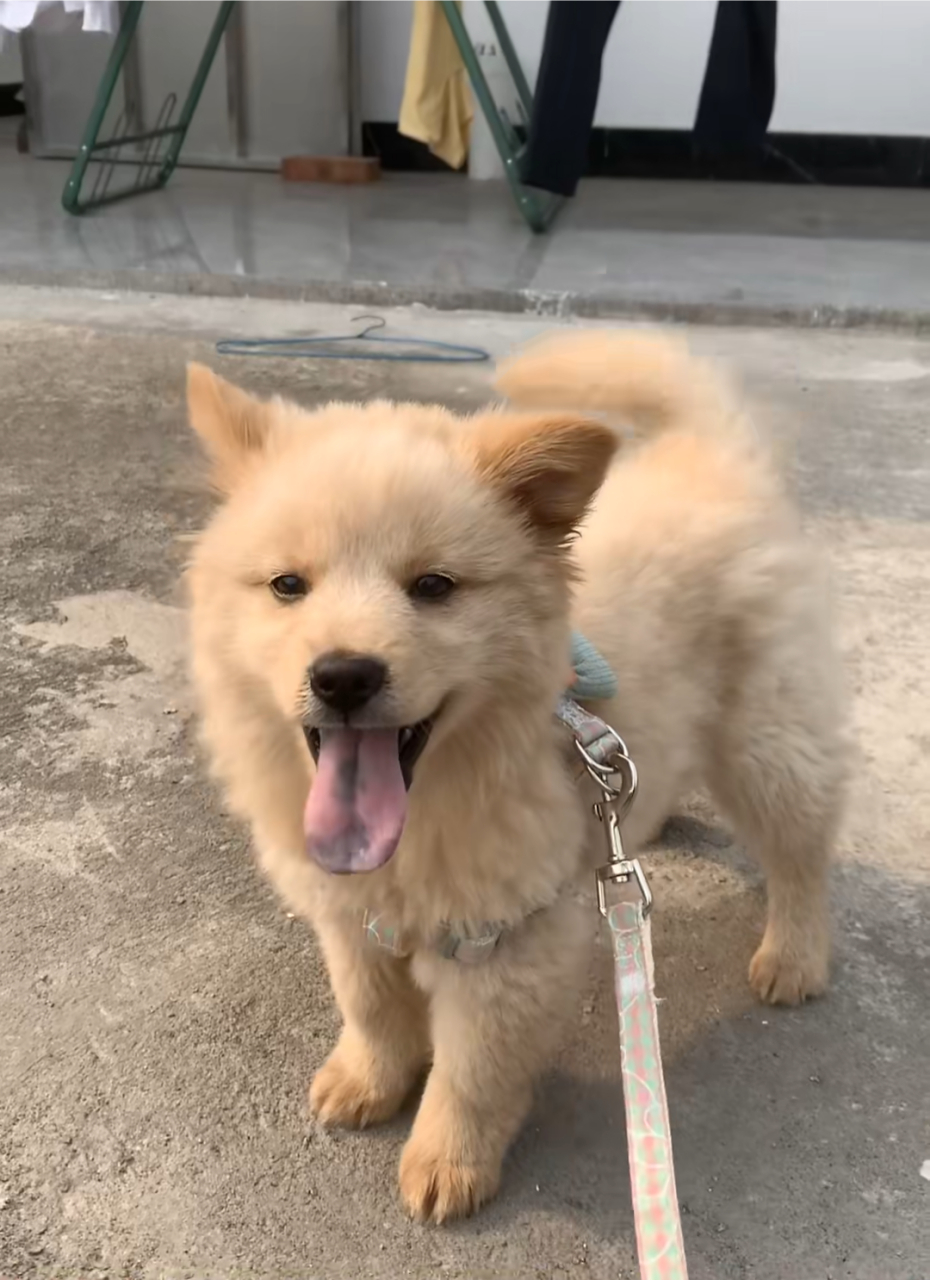 漂亮的小土狗,真招人喜欢!#中华田园犬