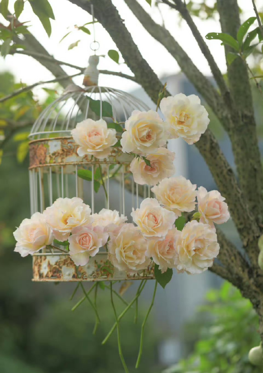 公主请看花~月季中的小公主们你们种过哪几种?#百度创作灵感中心