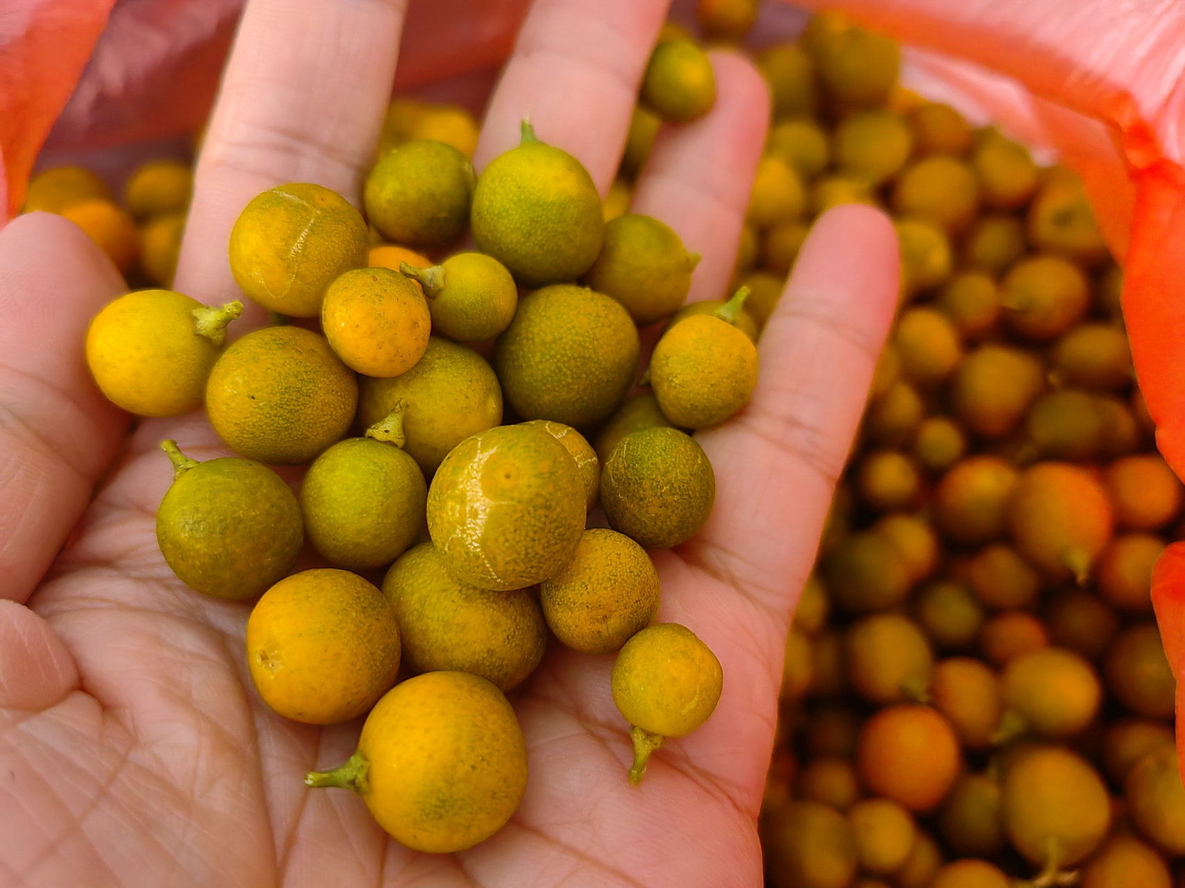 野生小金桔,野生于山间,年年开花结果果扁圆细小,略比冬豆大果皮橙黄