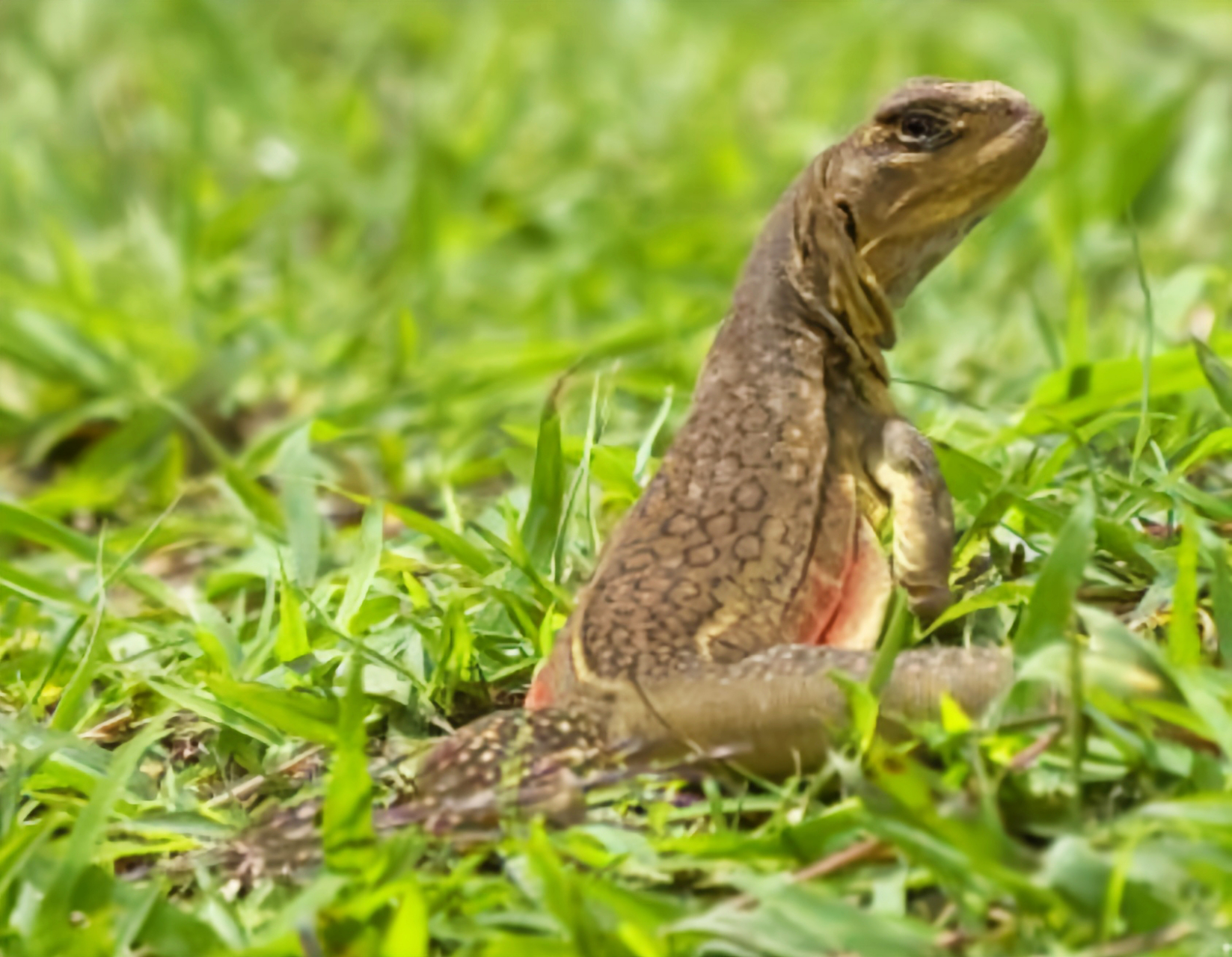 每天认识一种动物——蝴蝶蜥 蝴蝶蜥别名沙龙,坡龙,南滑晰,原产于亚洲