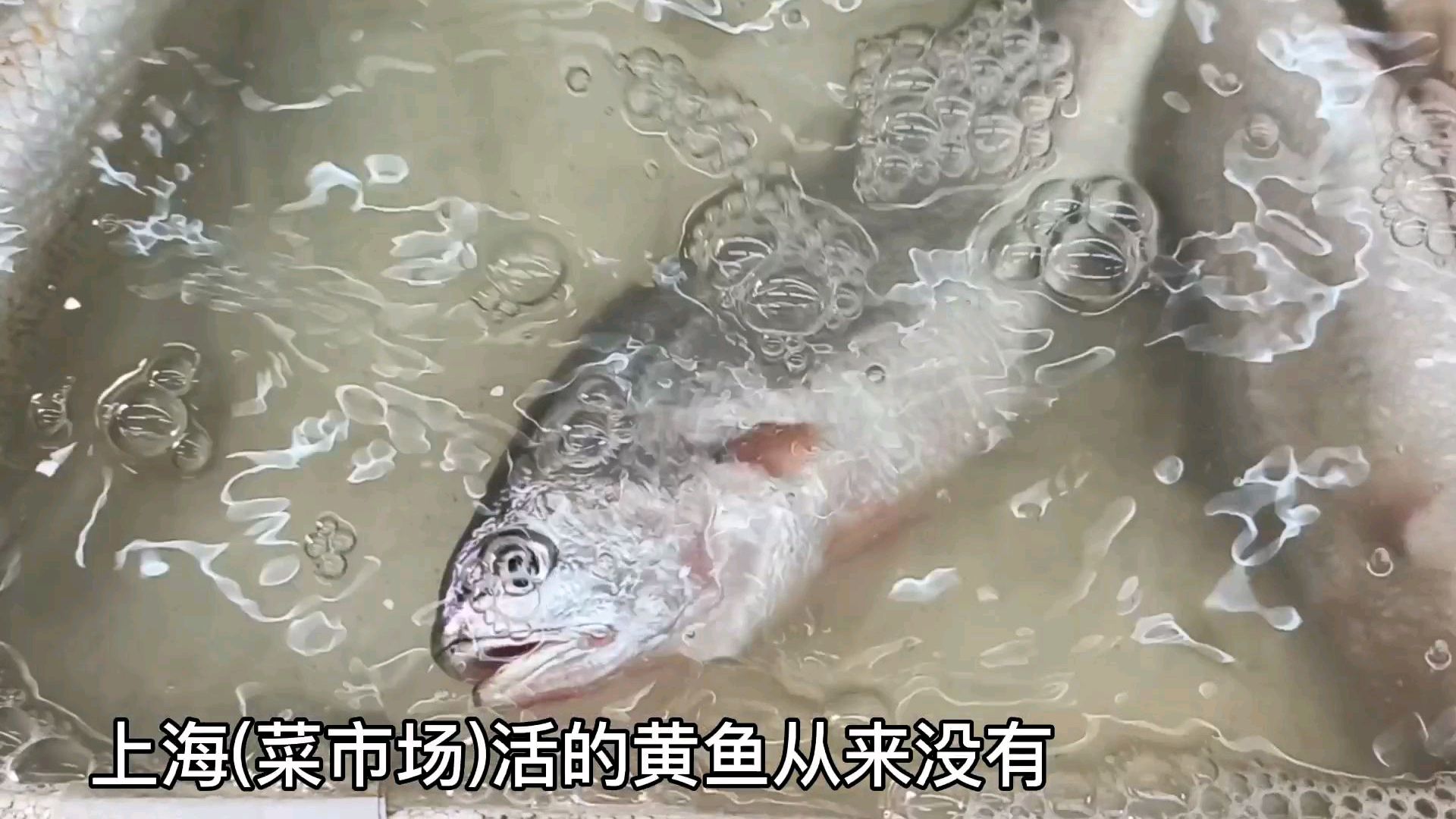 活的黄鱼在上海菜市场出现