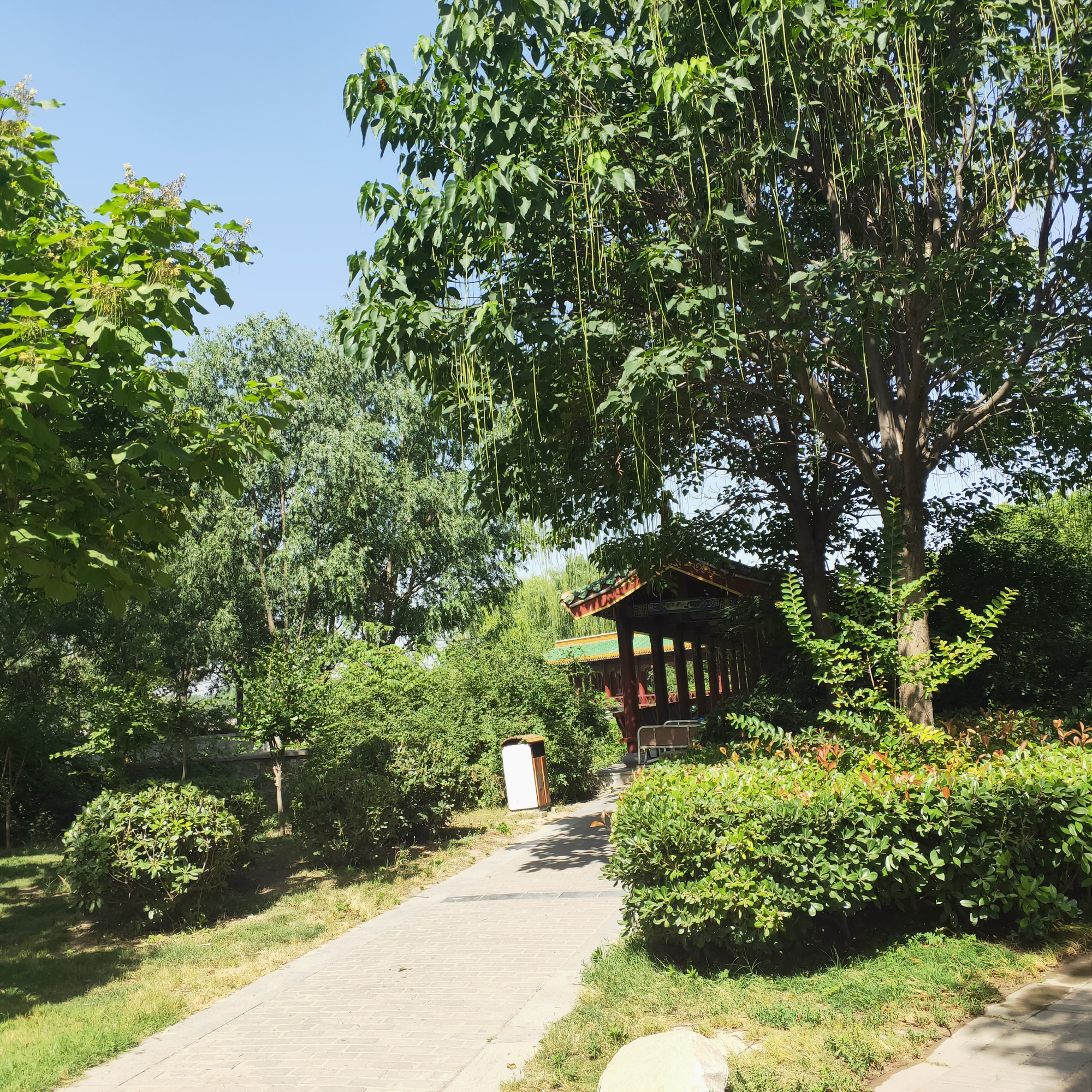 长垣三善园,高温下的一抹清凉