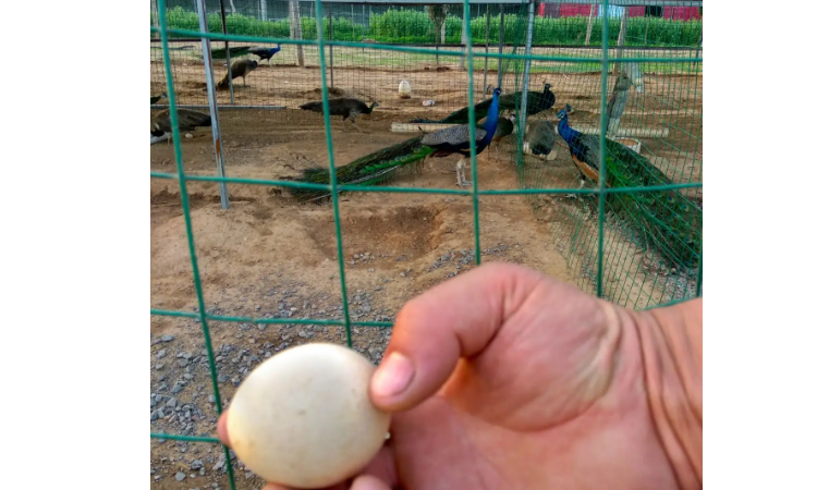 孔雀几年能下蛋