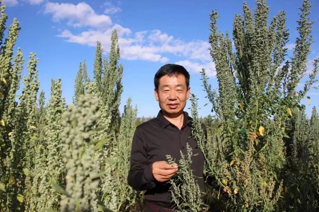 凉城旱粮丨带你走进"田也"旱地杂粮的品牌化之路