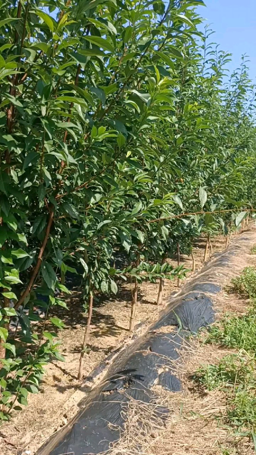 美国杏李杂交品种,风味玫瑰李子苗,农历六月成熟,黑色红肉李子,适合