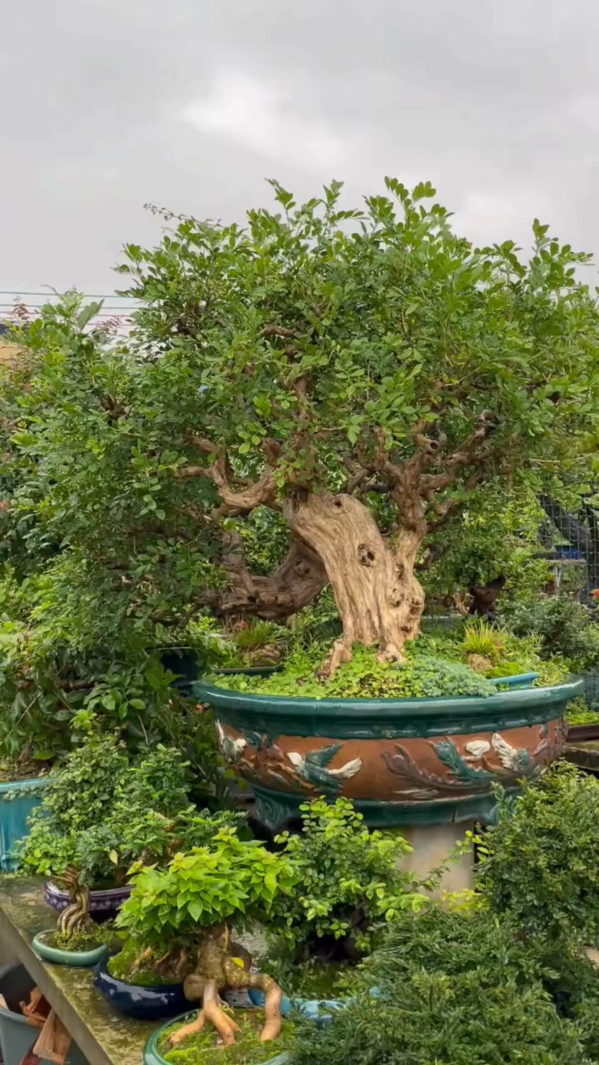 大骨架,岭南年功九里香