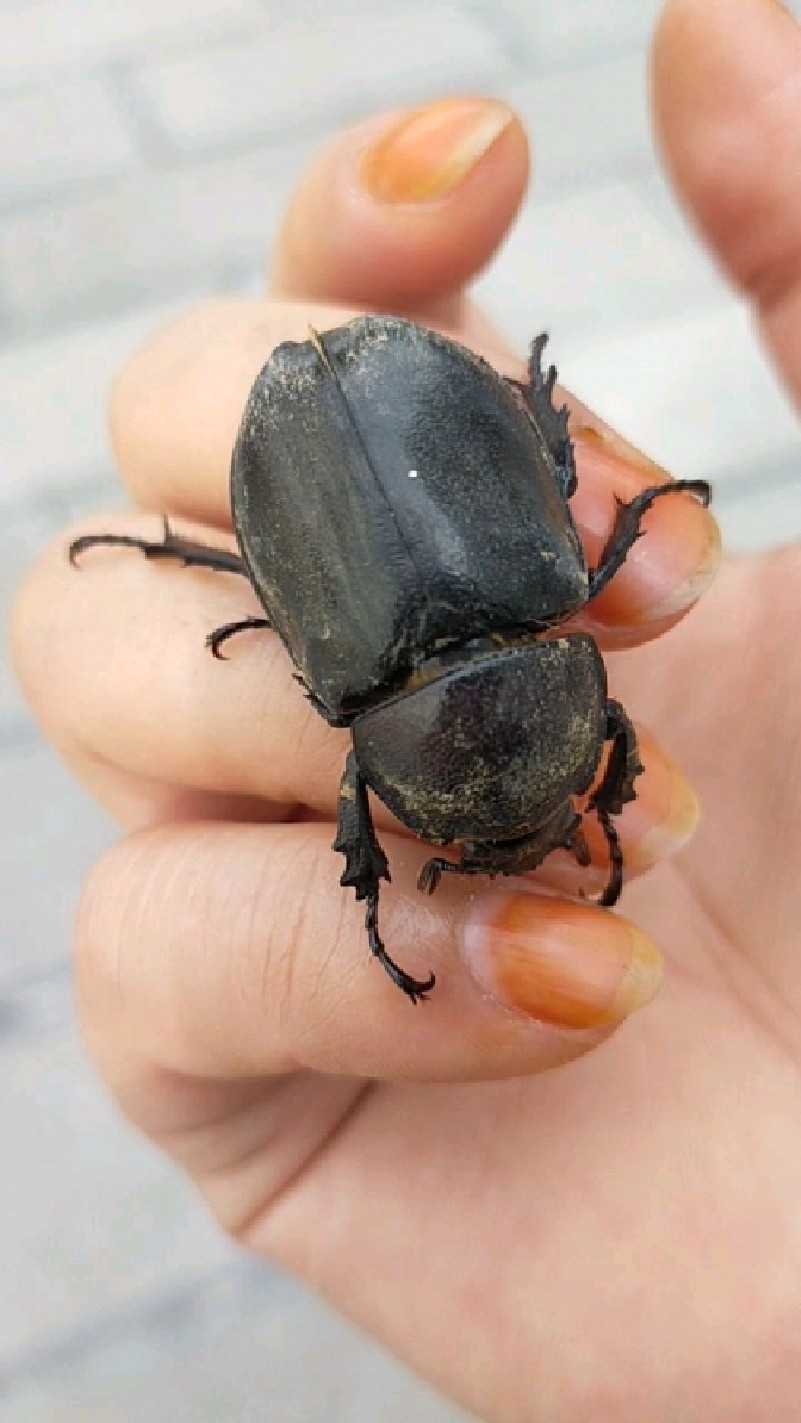牛粪里的屎壳郎是我们儿时的小玩具,现在养牛的人少了,这种虫子也少见