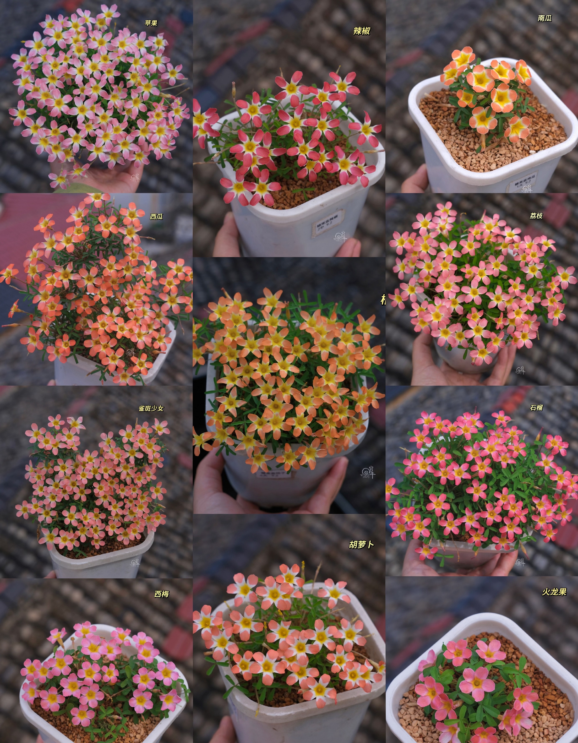 无需压条,株型超棒的糖果盒系列酢浆草图谱 品种名都标图上啦!