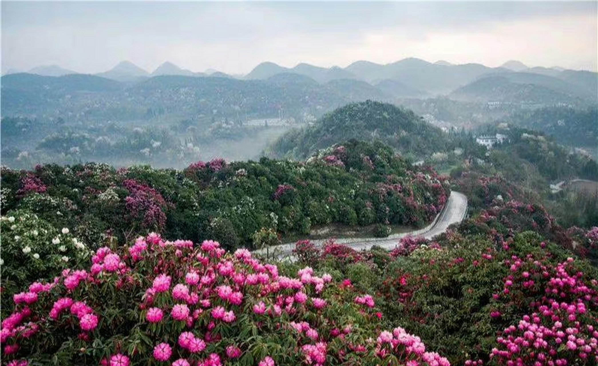 贵州景区百里杜鹃图片