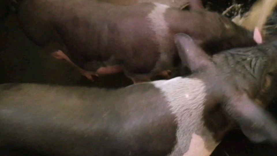 红薯.南瓜汤我家猪的最爱,就好这一口