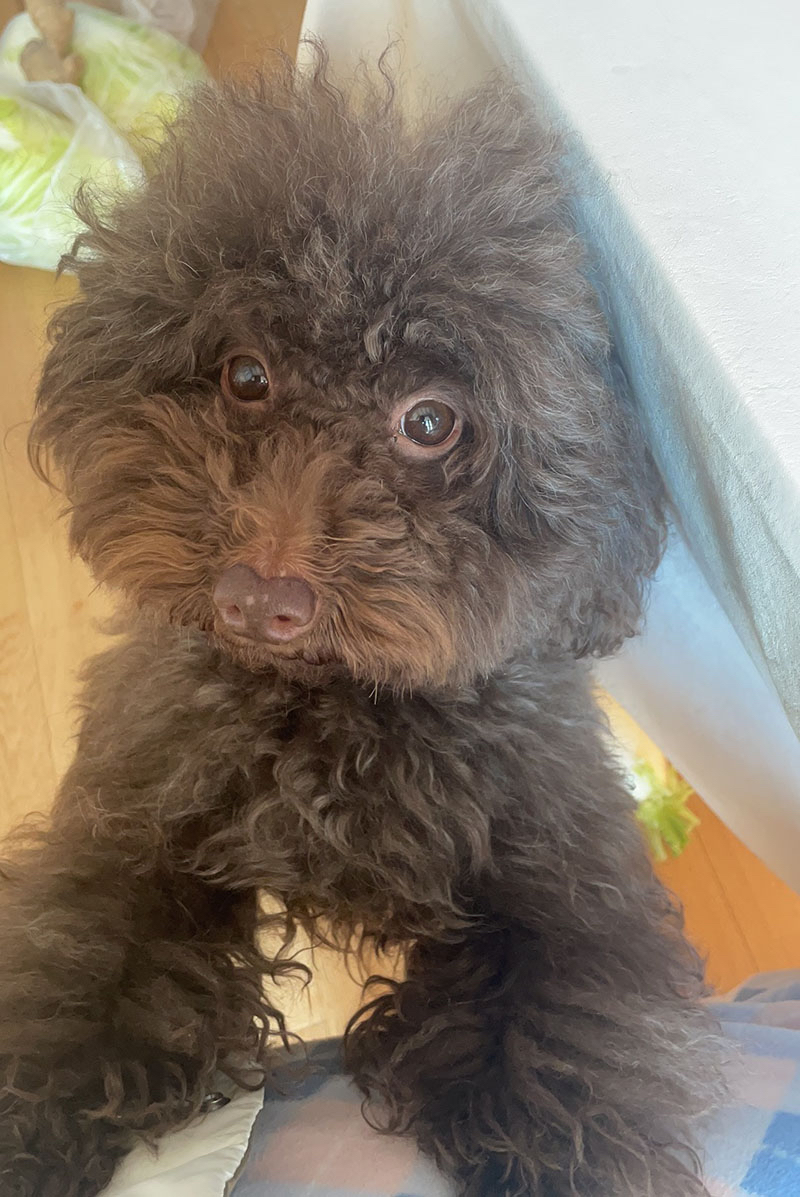 驻马店市泌阳县2000寻找巧克力色泰迪犬