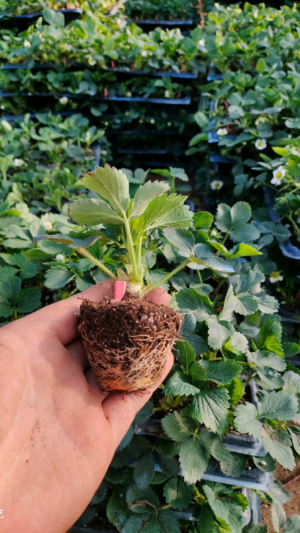 妙香七号穴盘草莓苗!