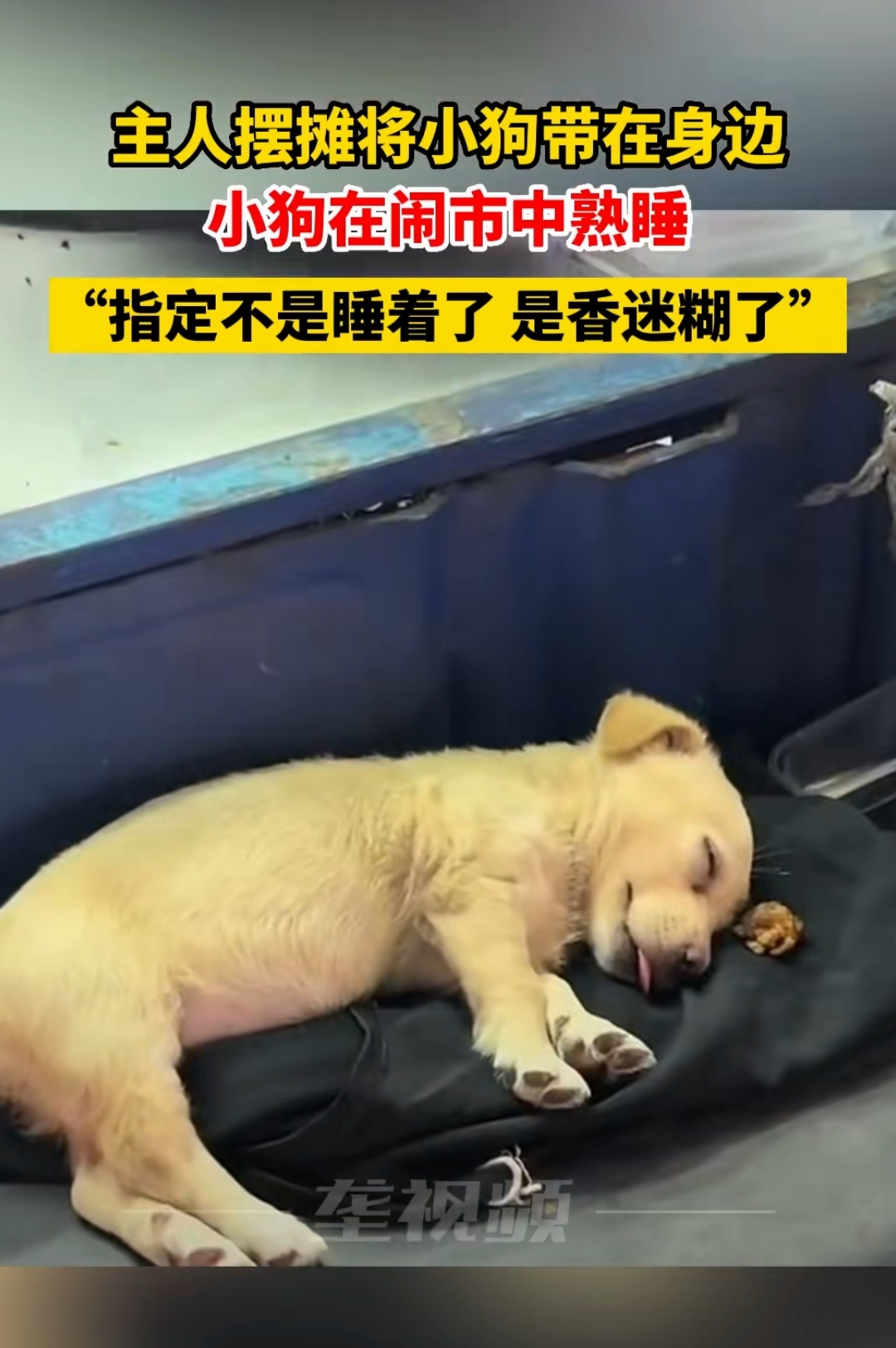 世上最幸福的狗狗,吃的好睡得香