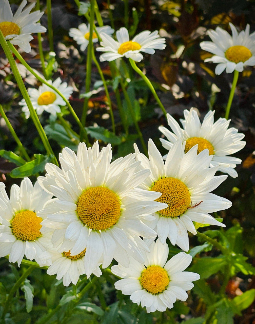 法兰西菊,每年在我花园野花般兀自成长,野得有个性,看着心欢喜!