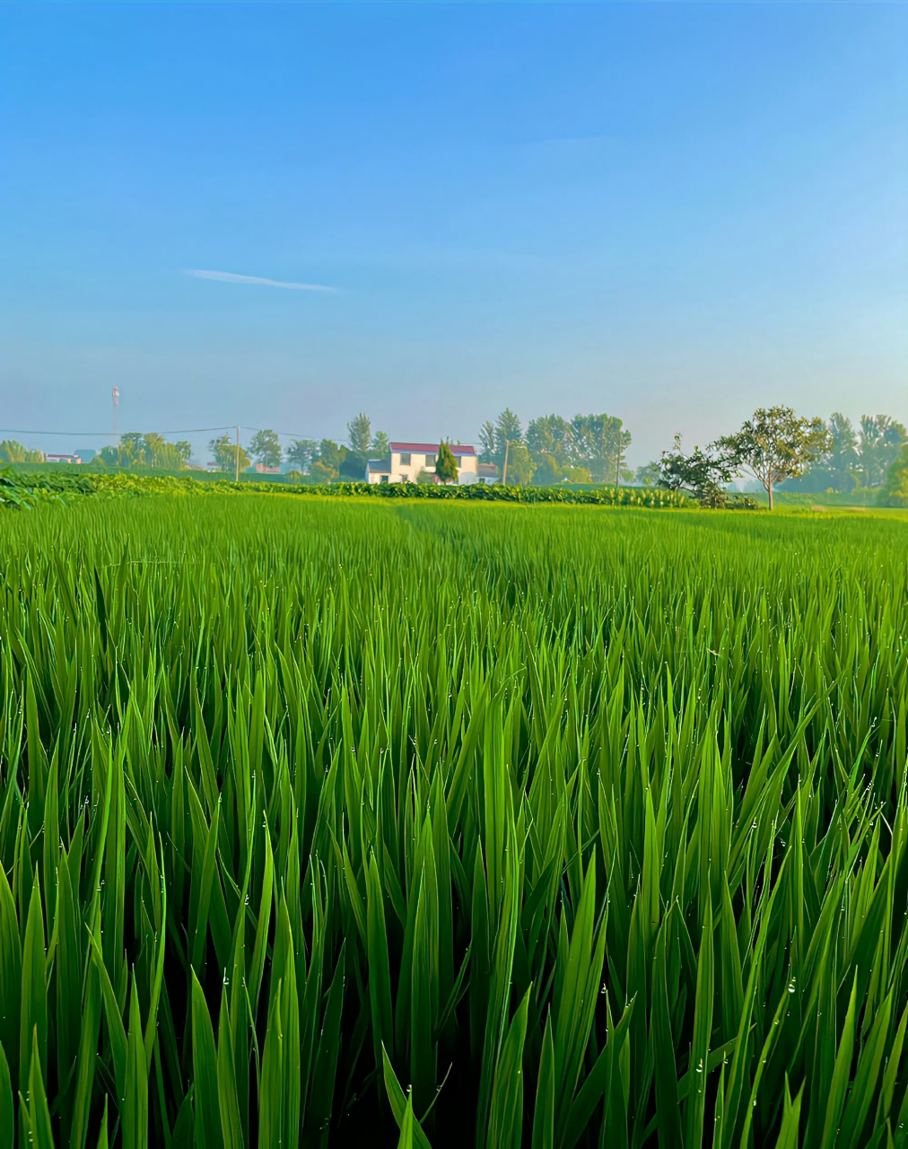 乡村的田野风景平淡且耐看!
