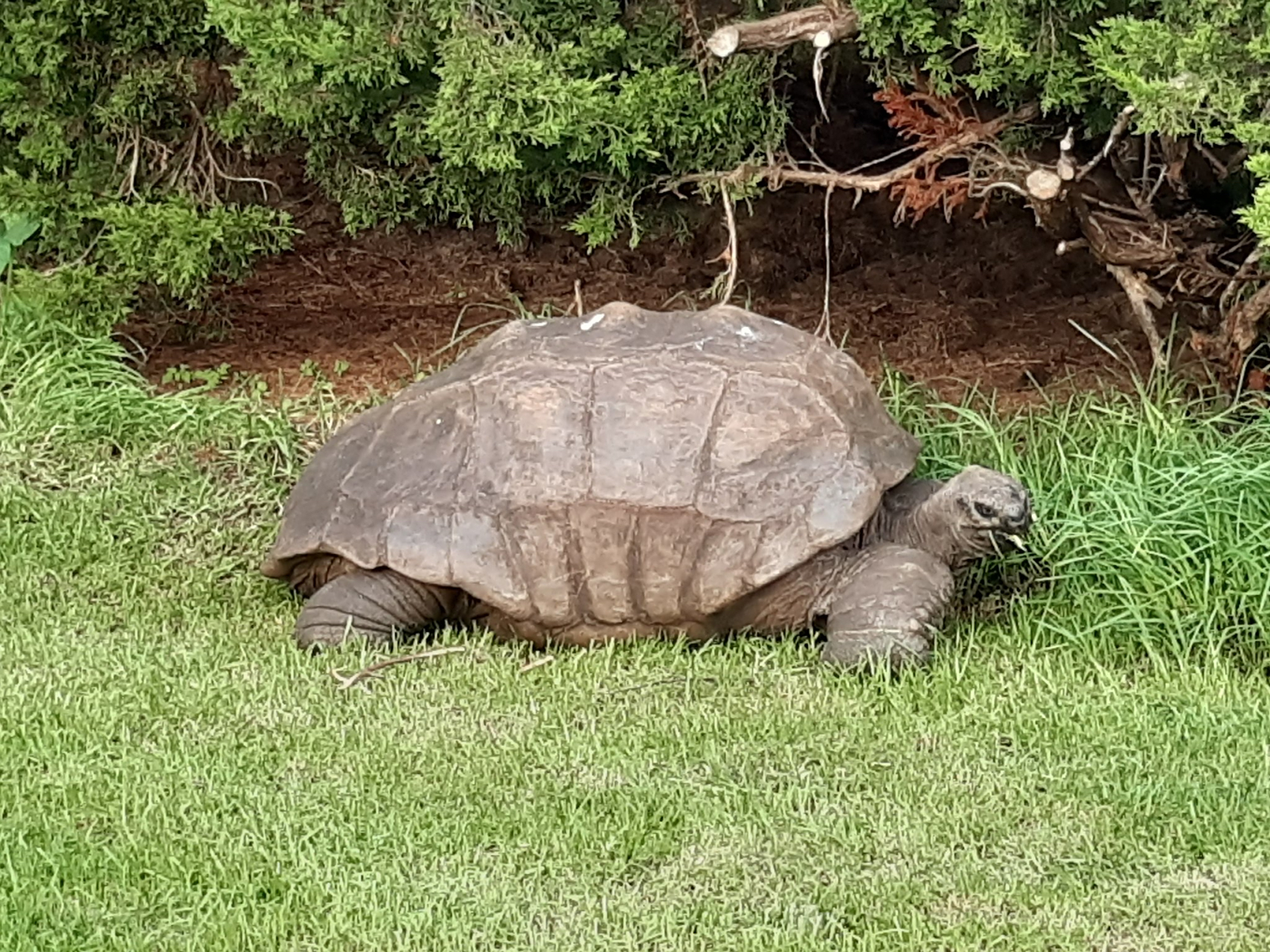 乌龟乔纳森(左)在圣赫勒拿岛种植园的草地上吃东西(约 1880 年代).