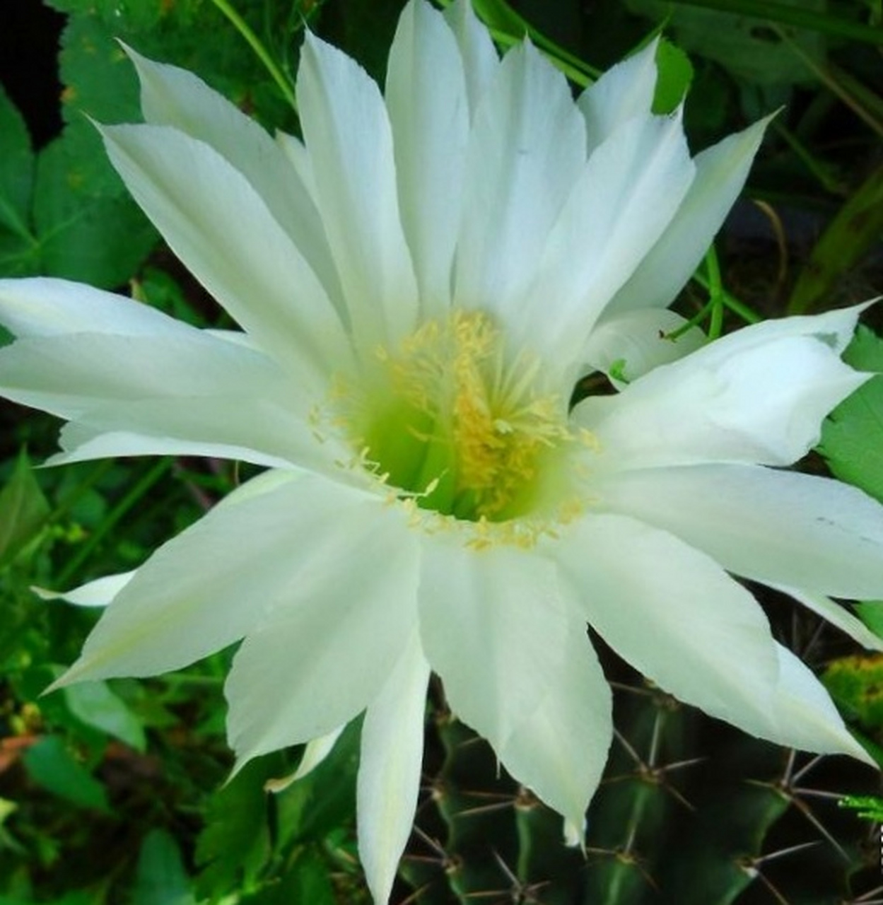 仙人球开花了, 纯洁无瑕的花瓣晶莹透明, 让人赏心悦目.
