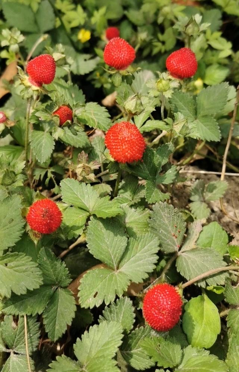 这种被说是蛇爬过的红色果子,其实学名叫蛇莓.在农村我们叫它蛇泡儿.