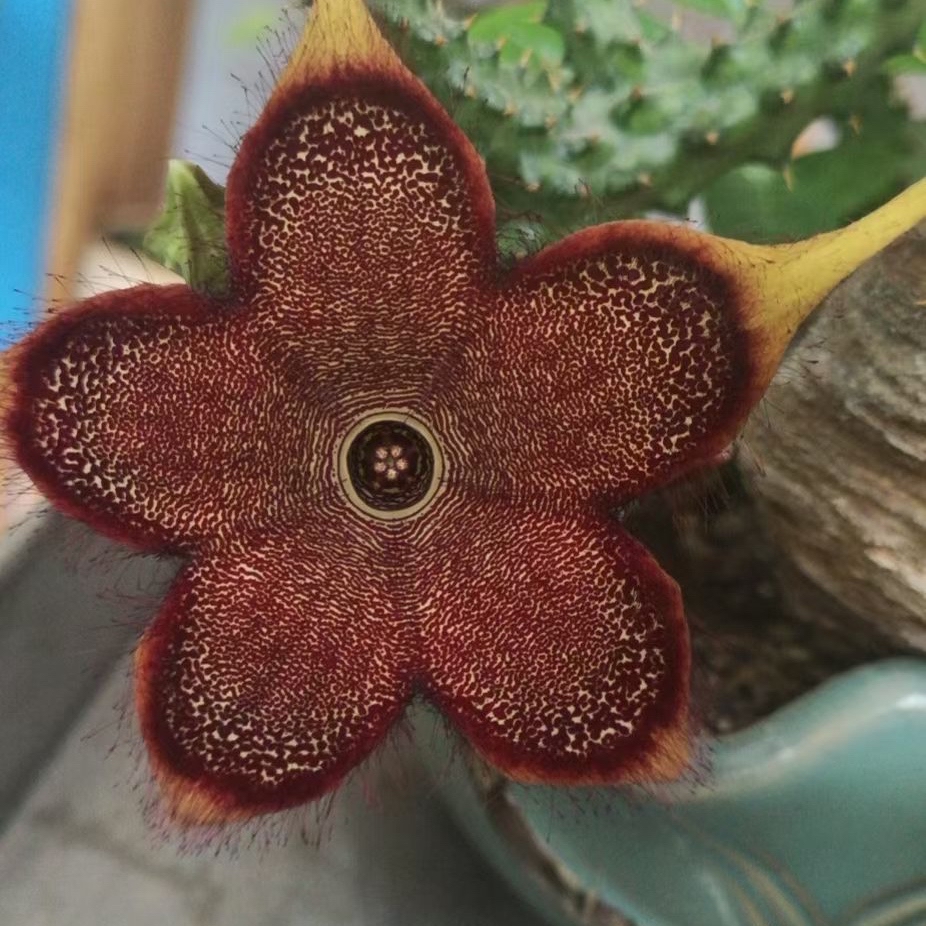 冷门却好养的多肉姬龙角,开花是真漂亮,看到的花友都想养一颗