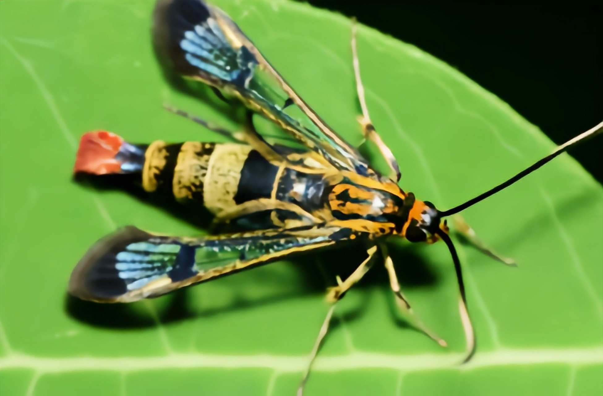 透翅蛾是一种农业害虫,幼虫蛀入树内过冬,春天钻树皮时,可使果树死亡