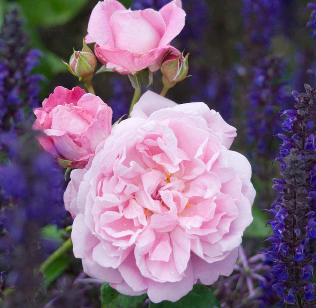 「耐热耐阴抗病」玛丽玫瑰(mary rose)