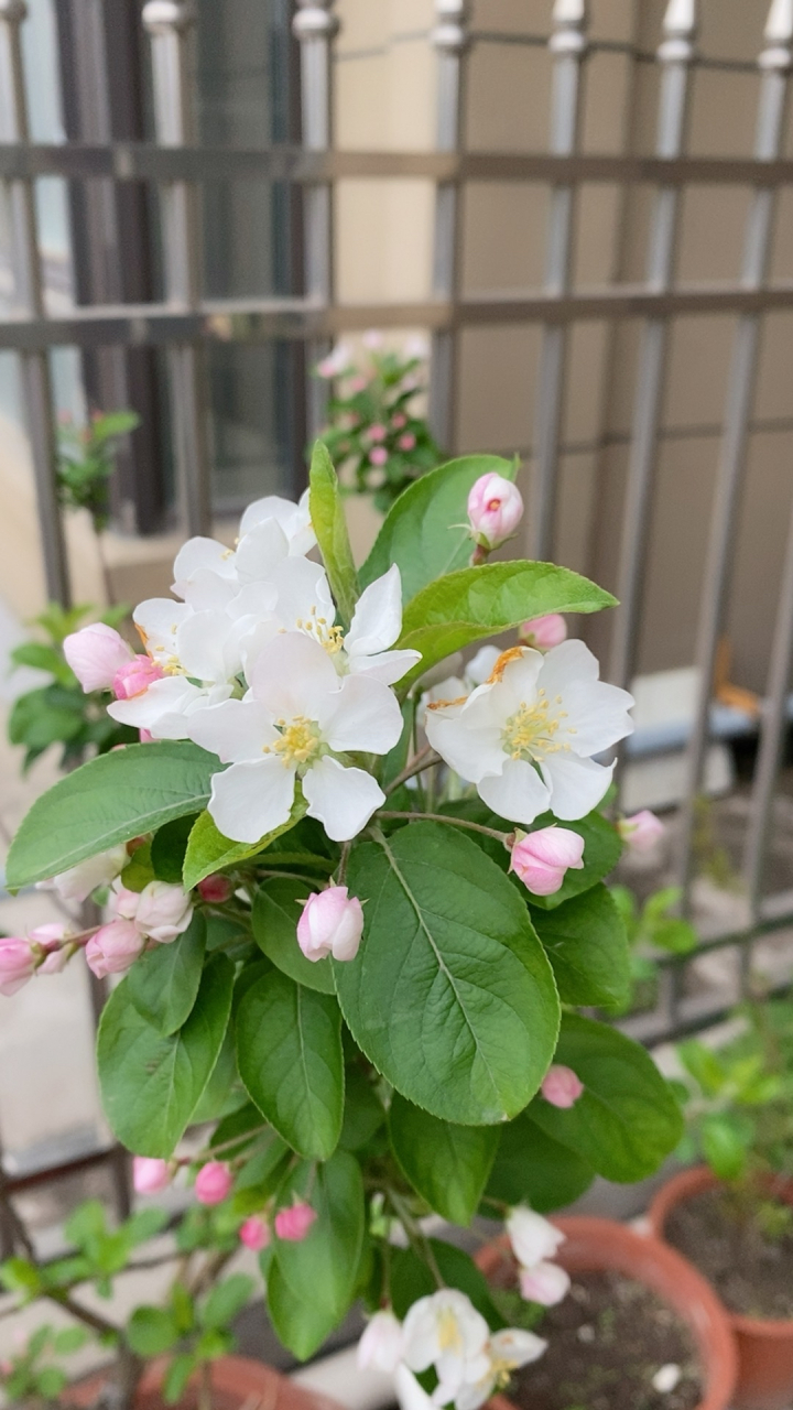 北美海棠 冬红果海棠齐绽放,一红一白,各有各美