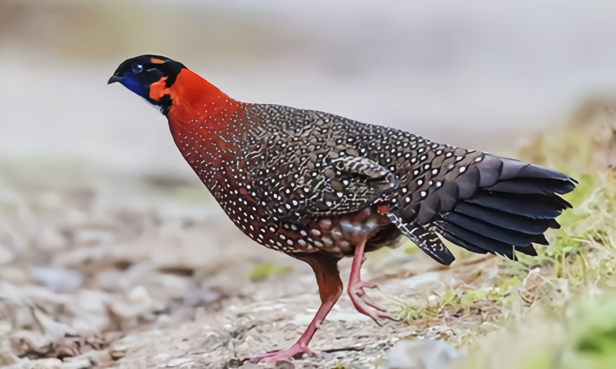 哪些有点"刑"的鸟类——黑头角雉 黑头角雉在我国仅生活在西藏阿里