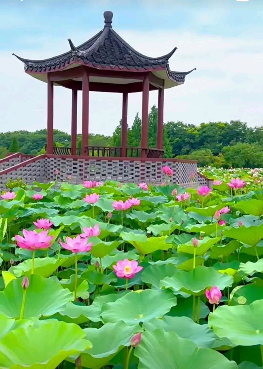 毕竟西湖六月中, 风光不与四时同 接天莲叶无穷碧, 映日荷花别样红