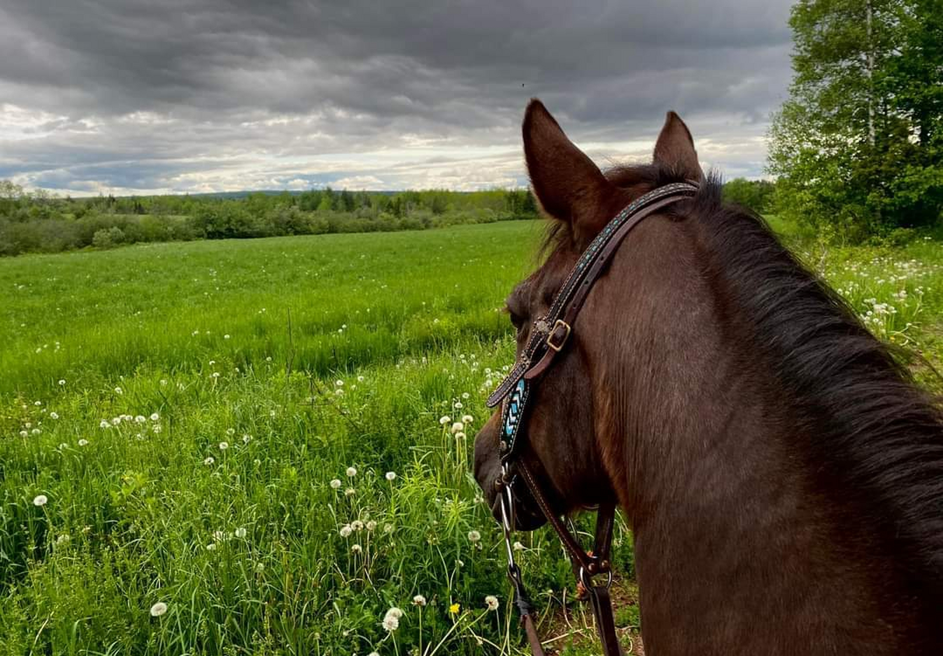 人与马的故事,马图分享~~马背上的风景最美.