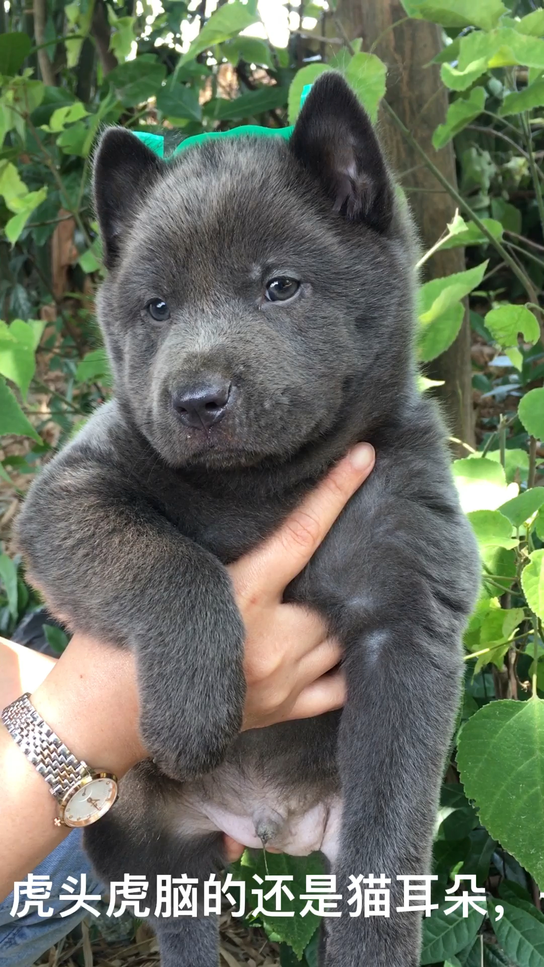 你是哪个国家的蓝眼睛蓝灰色毛发