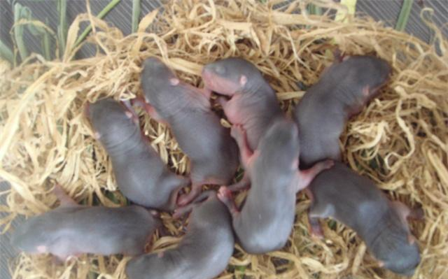 气味芬芳的麝香鼠,进行人工喂养,有哪些好的技巧