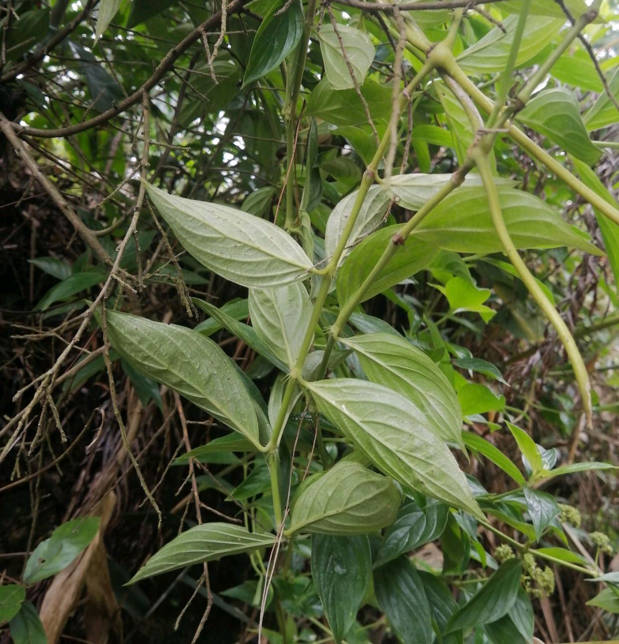 究竟是牛白藤还是何物?