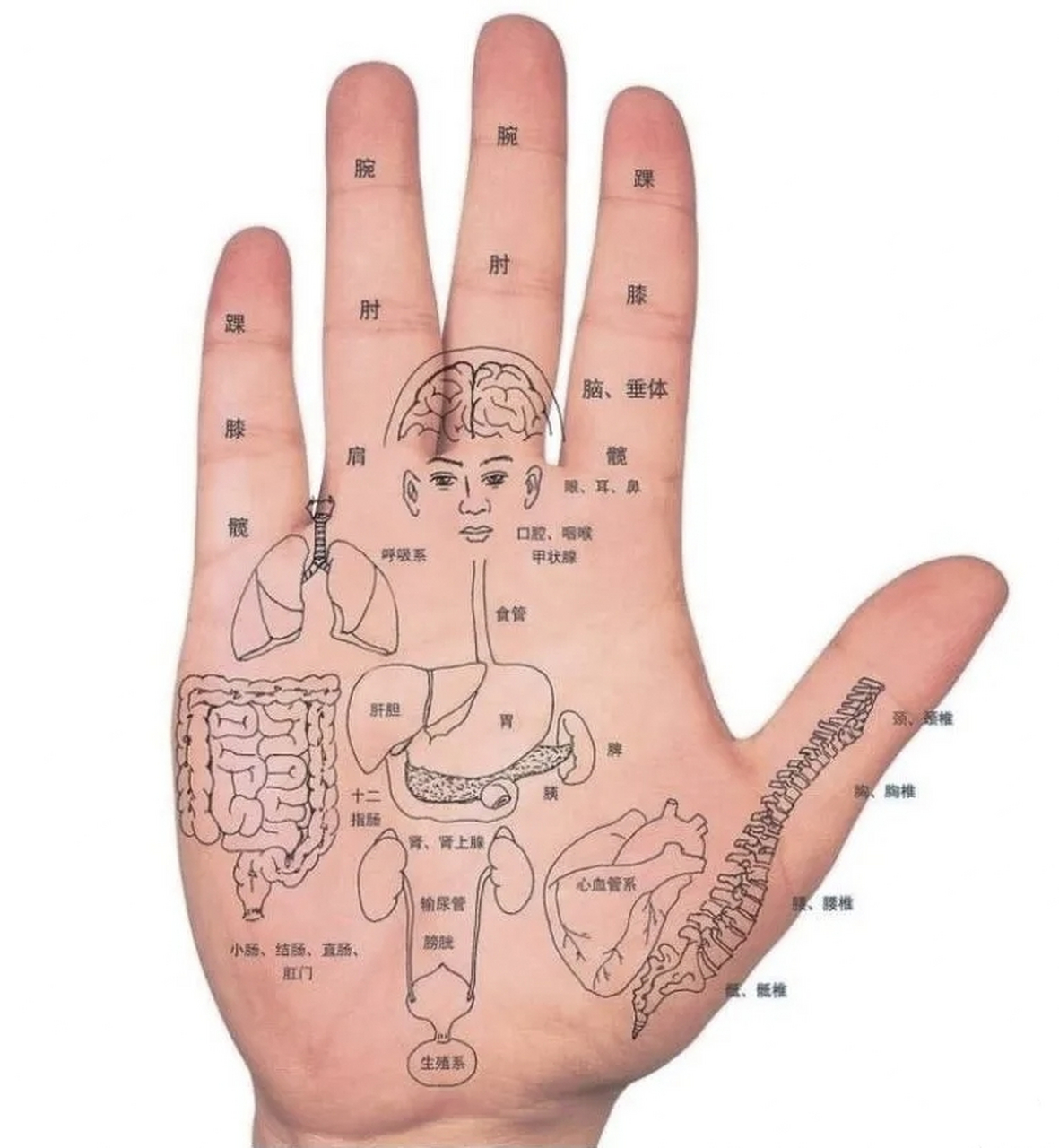 男人左手手相有什么说法? 1.