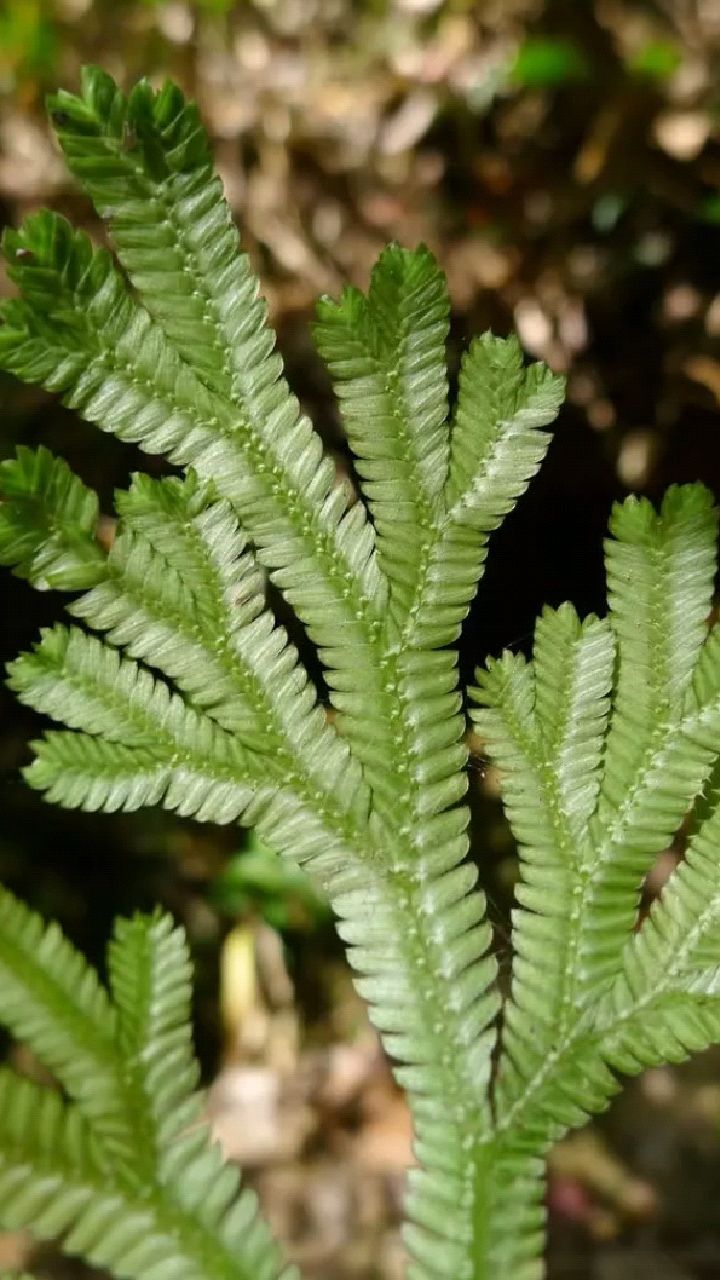 深绿卷柏又称石上柏