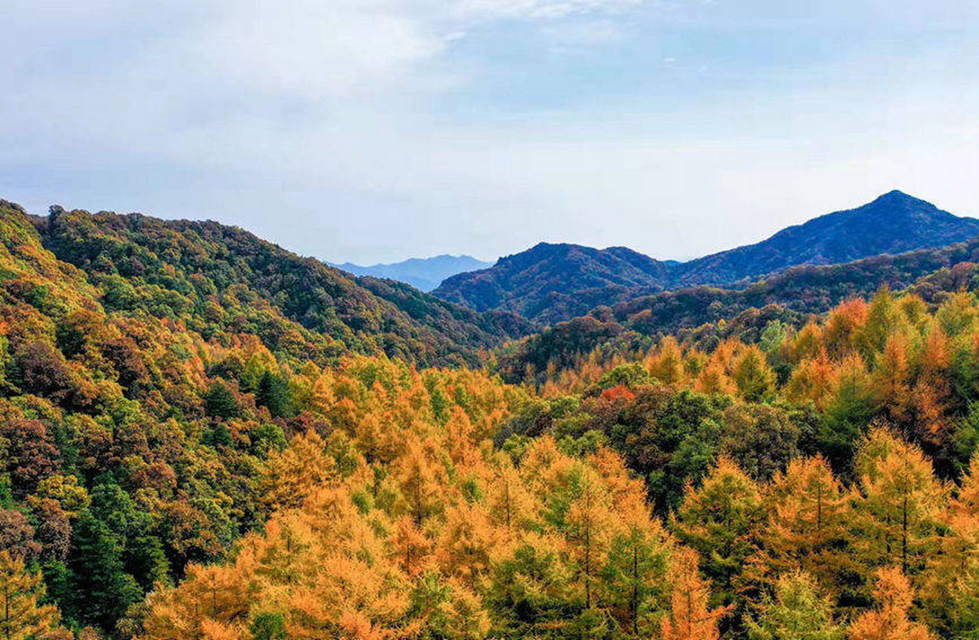 秋日环游指南# 河南卢氏县玉皇山国家森林公园内,枫叶似火,杉树染金